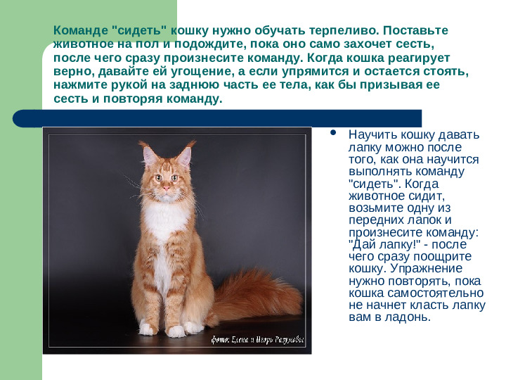 Презентация исследовательской работы "Как дрессировать кошек"