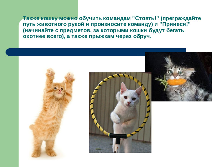 Презентация исследовательской работы "Как дрессировать кошек"