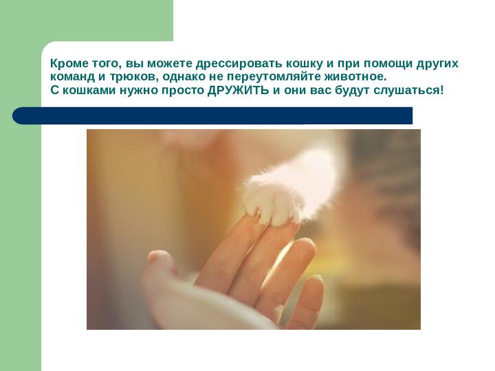 Презентация исследовательской работы "Как дрессировать кошек"