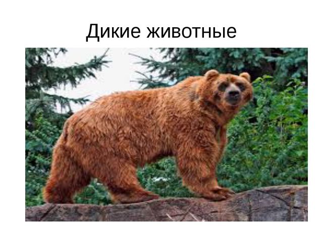 Дикие животные. Презентация для детей