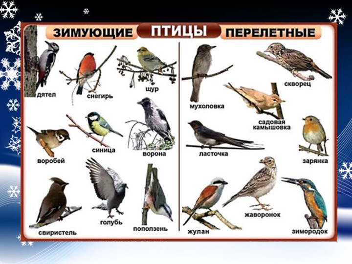 Презентация "Проект "Покормите птиц зимой"