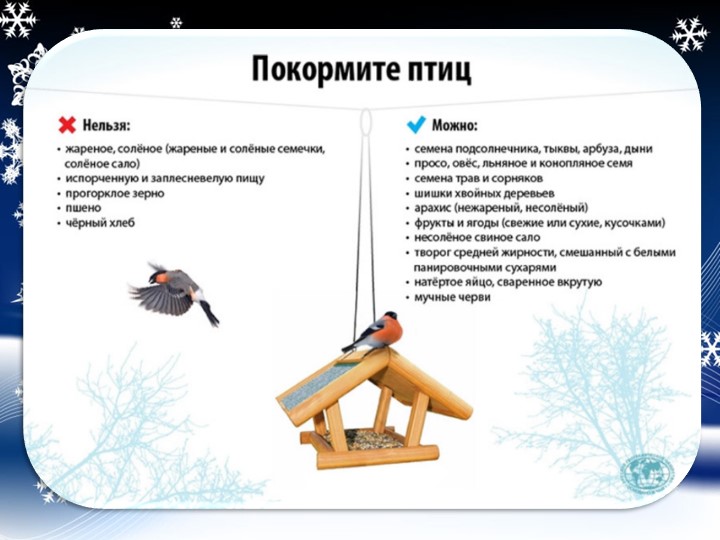 Презентация "Проект "Покормите птиц зимой"