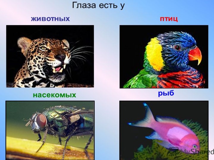 Проект на тему "Глаза - главные помощники человека"