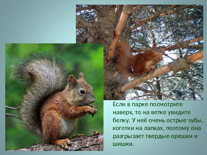Презентация на тему: "Виртуальная экскурсия"