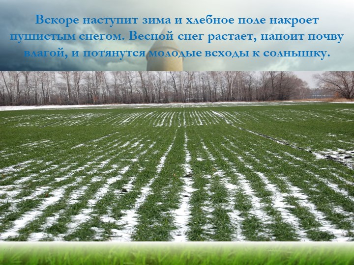 Презентация "Хлеб - всему голова"
