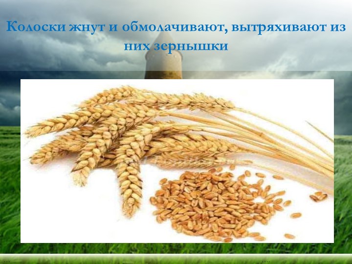 Презентация "Хлеб - всему голова"