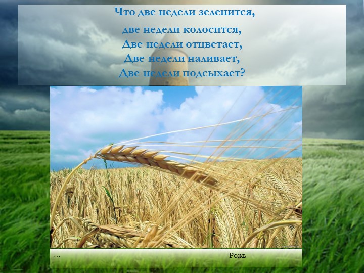 Презентация "Хлеб - всему голова"