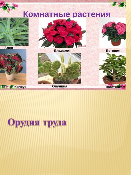 Презентация на тему "Деревья - наши верные друзья!"