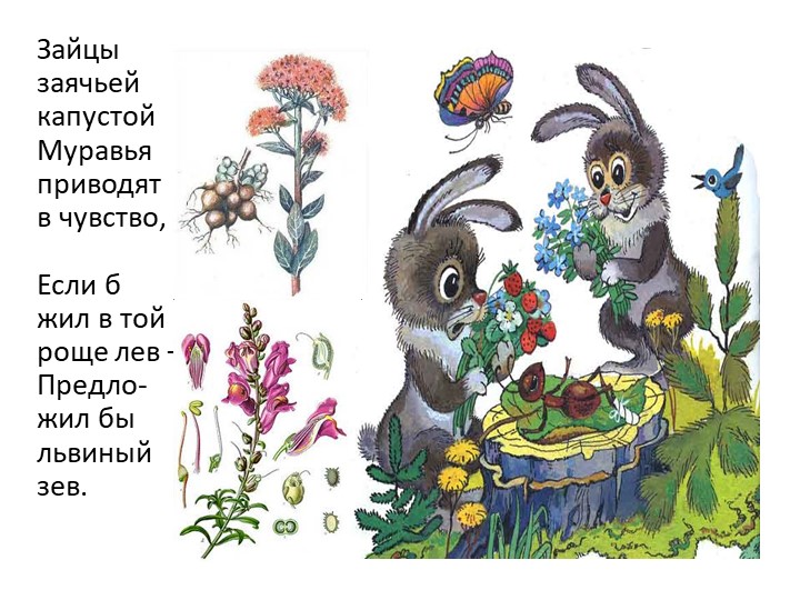 Презентация на тему "Сказка про лекарственные травы"