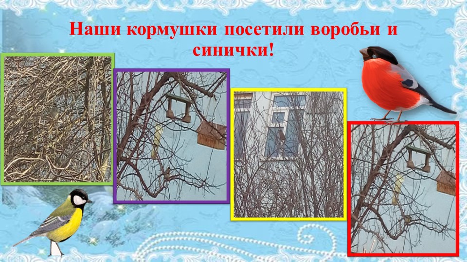 Презентация проекта "Покормите птиц зимой"