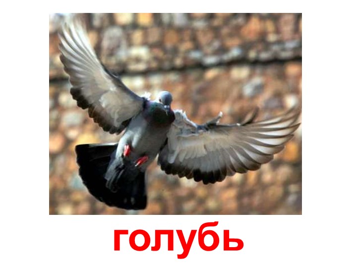 Презентация по изучению пения птиц
