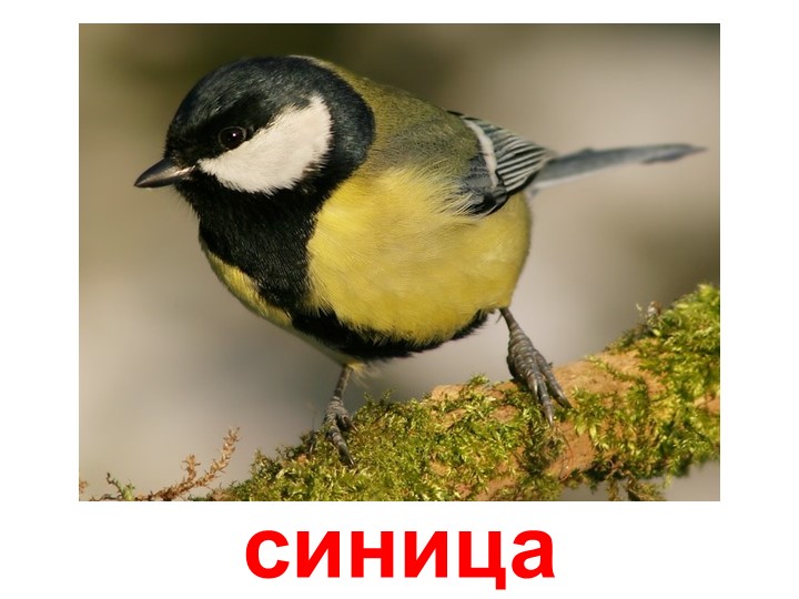 Презентация по изучению пения птиц