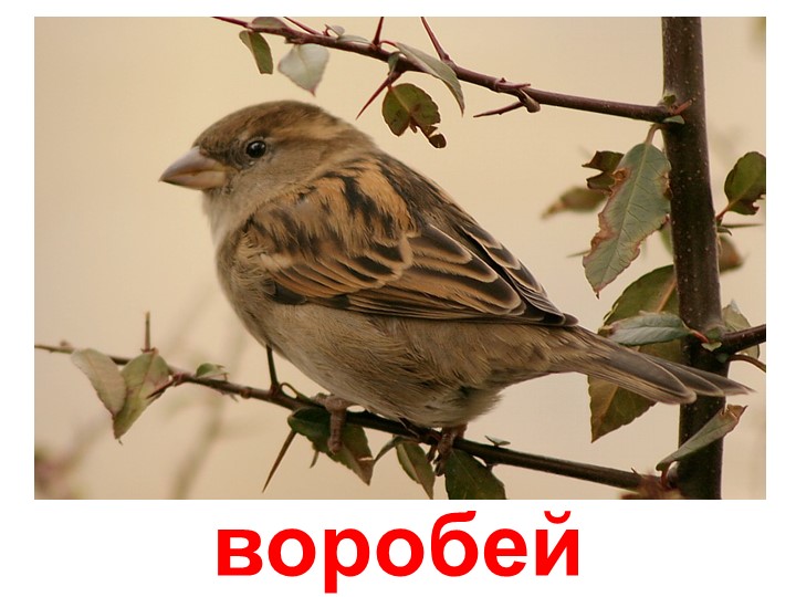 Презентация по изучению пения птиц