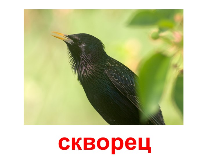 Презентация по изучению пения птиц