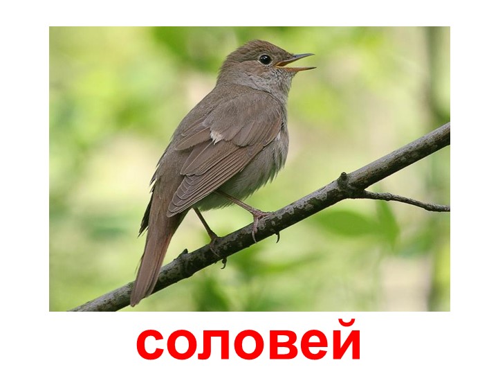 Презентация по изучению пения птиц
