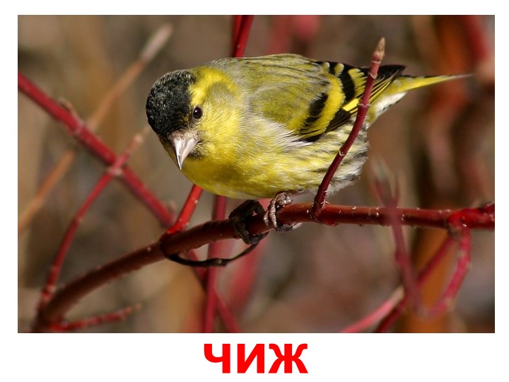 Презентация по изучению пения птиц