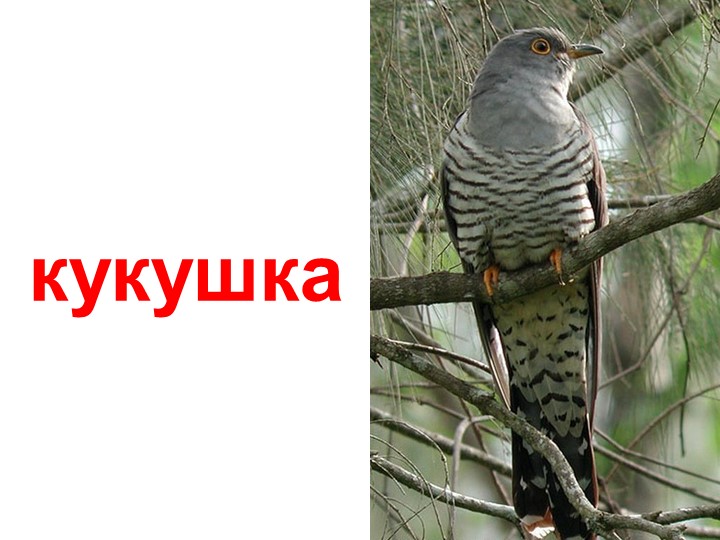 Презентация по изучению пения птиц