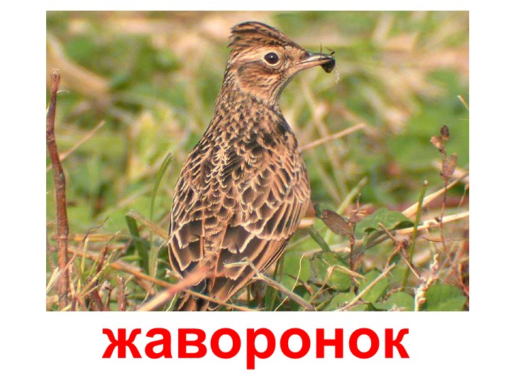 Презентация по изучению пения птиц