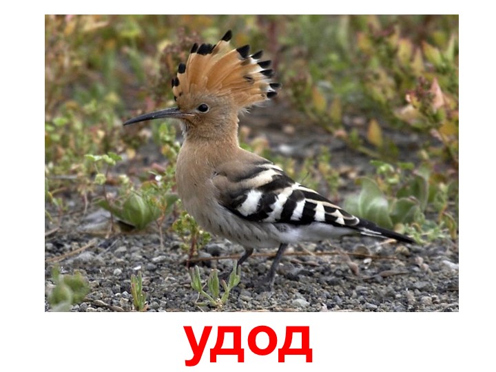 Презентация по изучению пения птиц