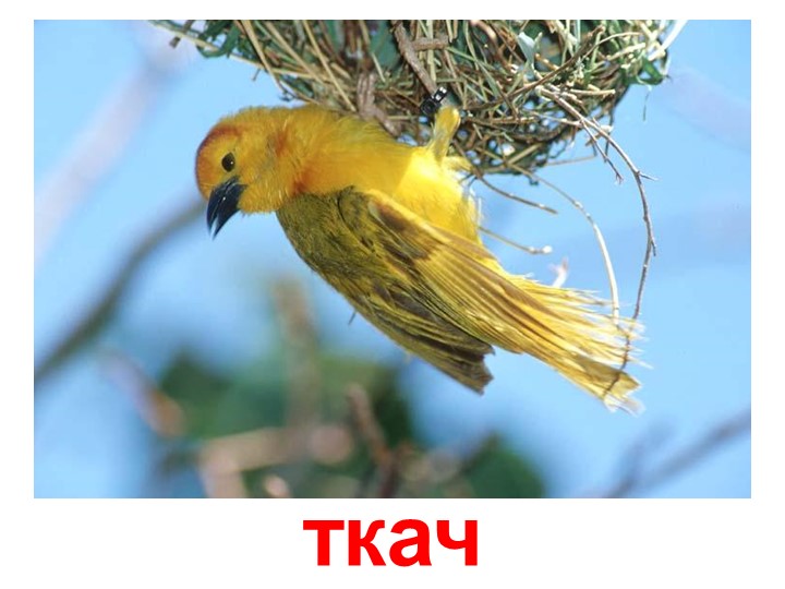 Презентация по изучению пения птиц