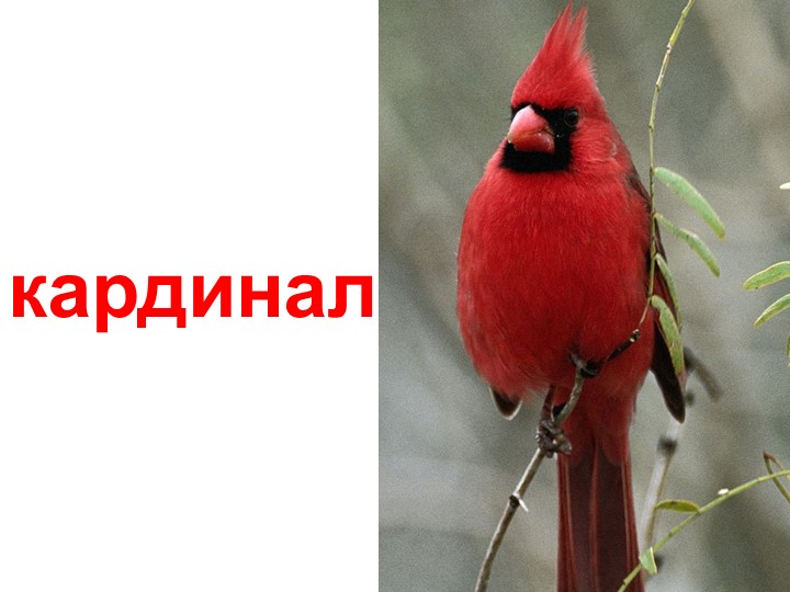 Презентация по изучению пения птиц