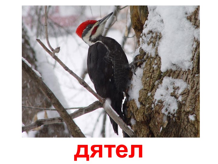 Презентация по изучению пения птиц