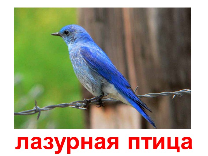 Презентация по изучению пения птиц