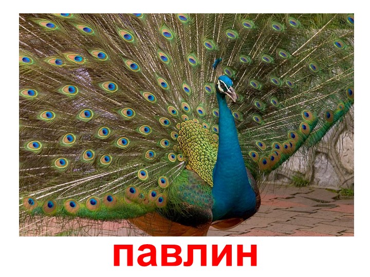Презентация по изучению пения птиц