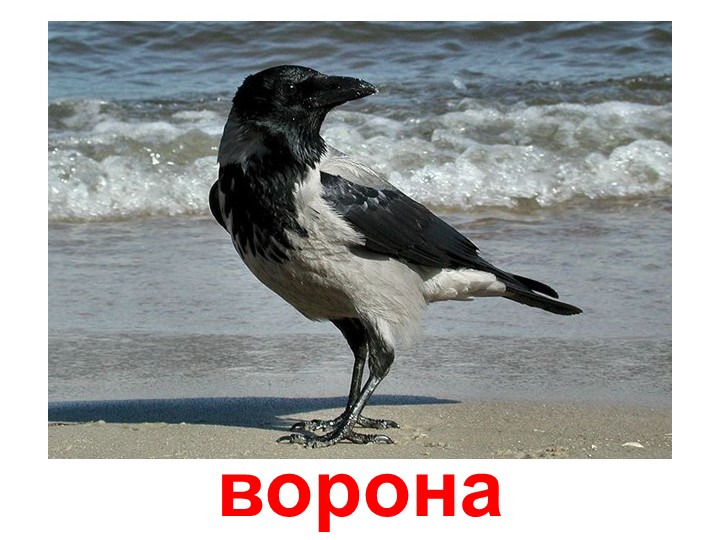Презентация по изучению пения птиц