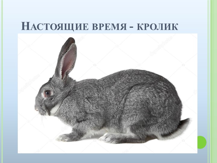 Презентация к ООД на тему "Домашние животные"