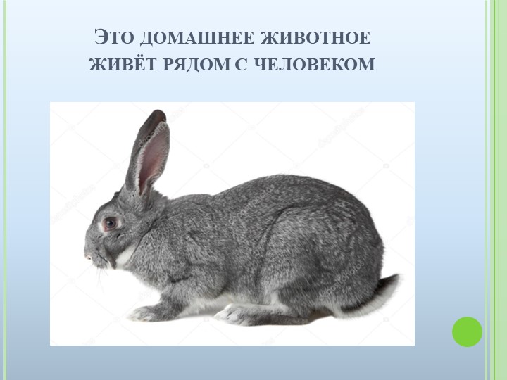 Презентация к ООД на тему "Домашние животные"