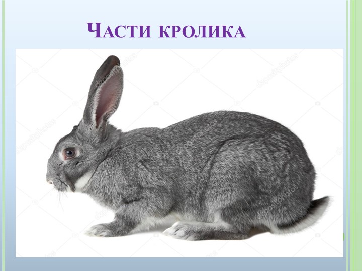 Презентация к ООД на тему "Домашние животные"