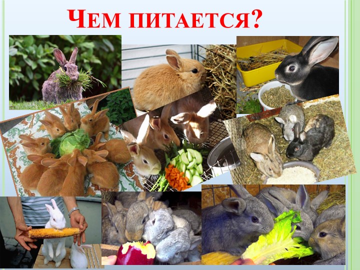 Презентация к ООД на тему "Домашние животные"