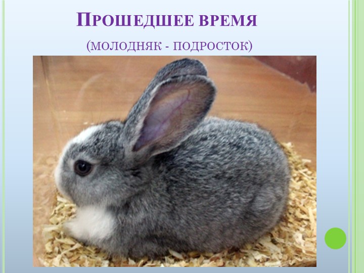 Презентация к ООД на тему "Домашние животные"
