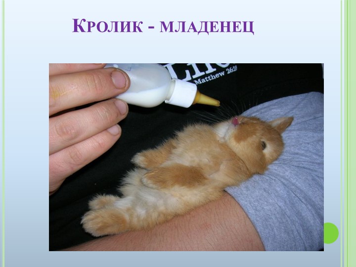 Презентация к ООД на тему "Домашние животные"