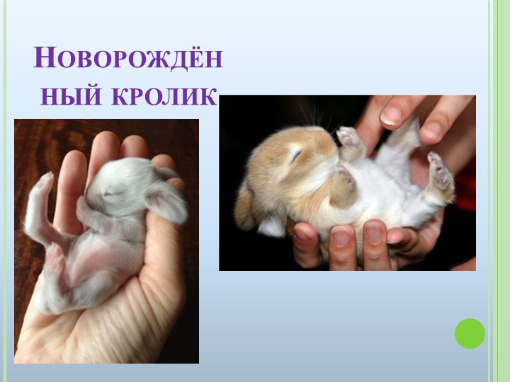 Презентация к ООД на тему "Домашние животные"