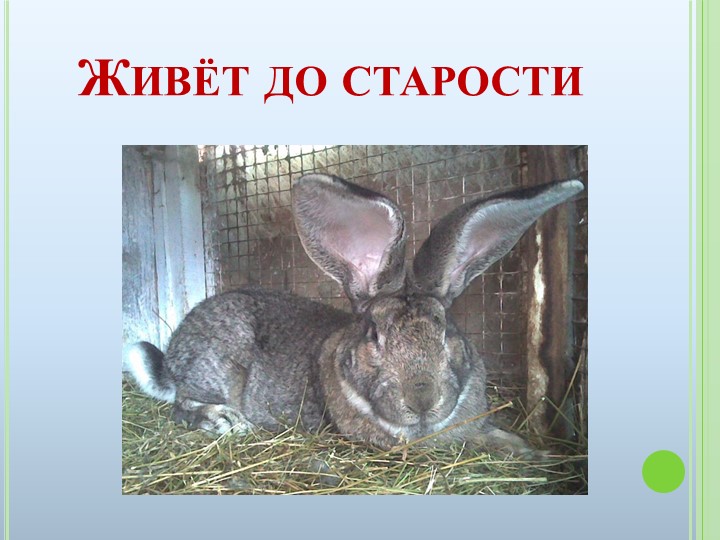 Презентация к ООД на тему "Домашние животные"