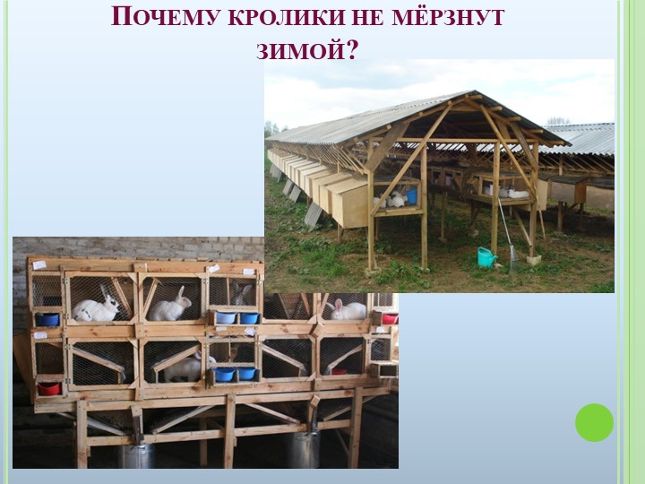 Презентация к ООД на тему "Домашние животные"