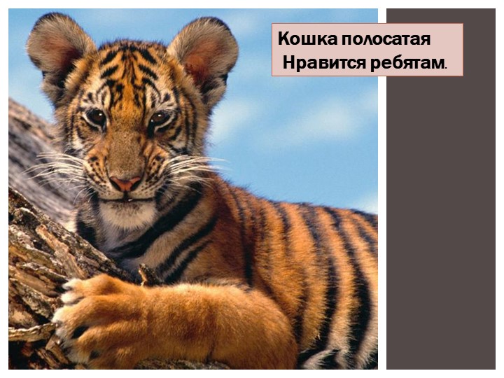 Презентация по ознакомлению с природой "Животные жарких стран"