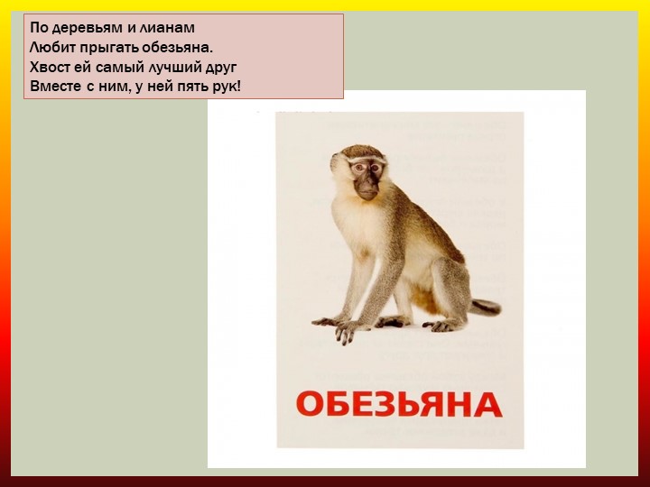 Презентация по ознакомлению с природой "Животные жарких стран"