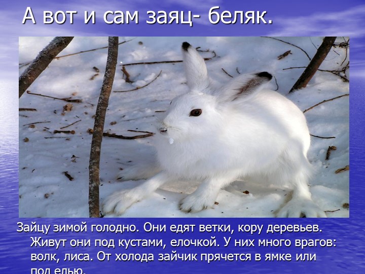 Презентация на тему "Звери зимой"