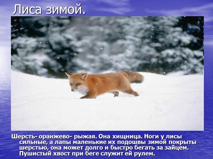 Презентация на тему "Звери зимой"