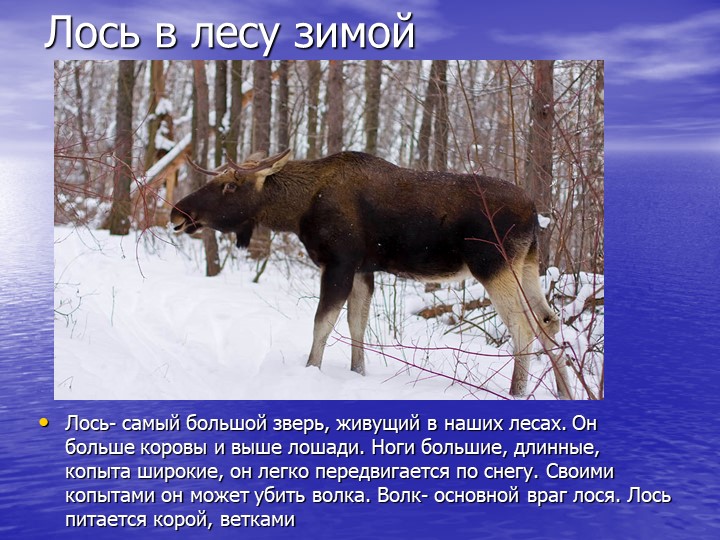 Презентация на тему "Звери зимой"