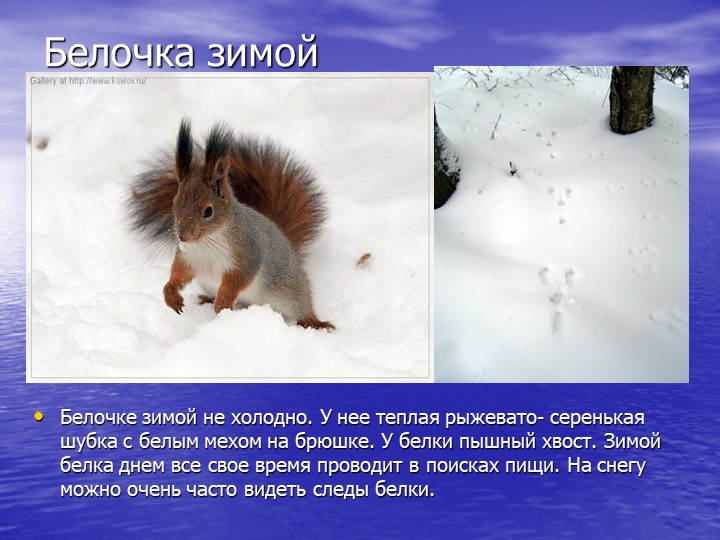 Презентация на тему "Звери зимой"