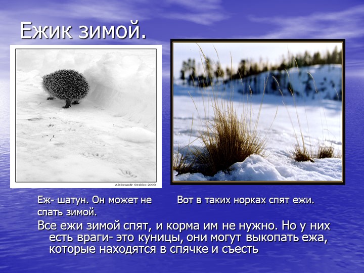 Презентация на тему "Звери зимой"