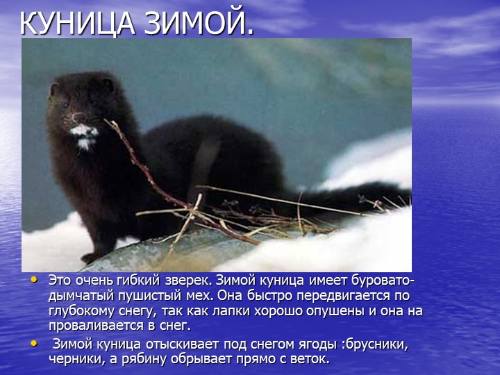 Презентация на тему "Звери зимой"