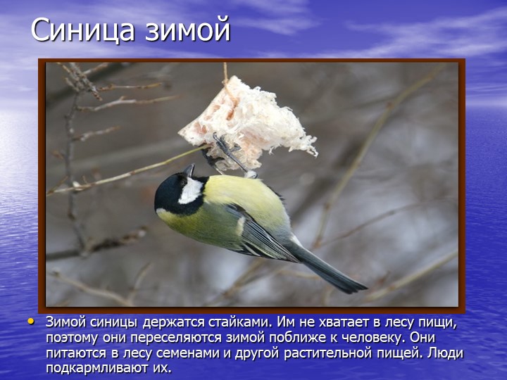 Презентация на тему "Звери зимой"