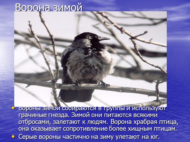 Презентация на тему "Звери зимой"