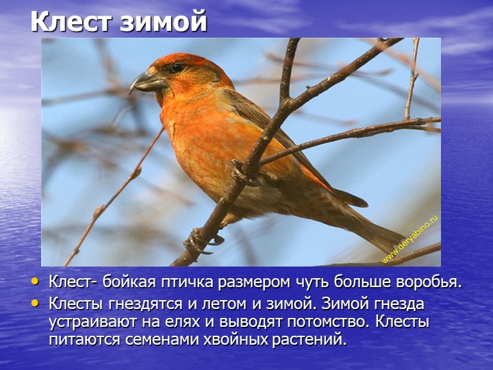 Презентация на тему "Звери зимой"
