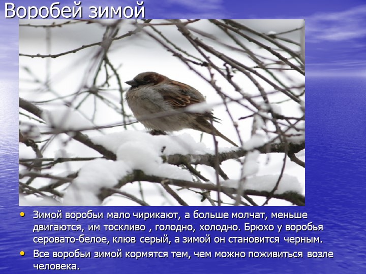 Презентация на тему "Звери зимой"